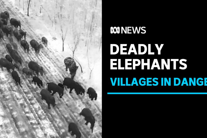 Deadly Elephants, Villages in Danger: Thermal vision of dozens of elephants walking down a road.