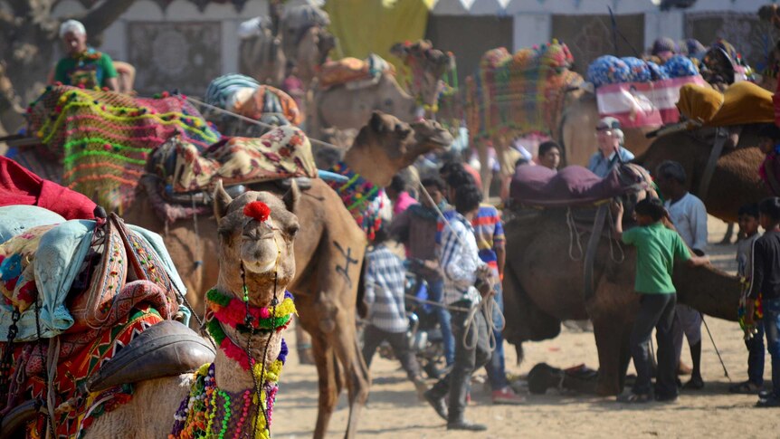 A camel stares the camera down at the annual Pushkar ka Mela