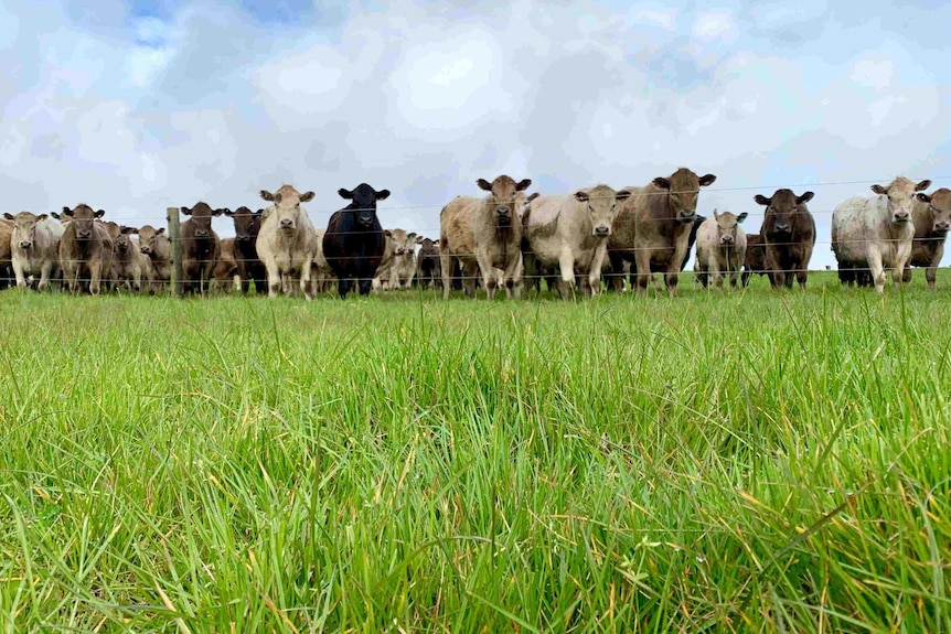 Grass-fed cattle lined up behind a fence on King Island.