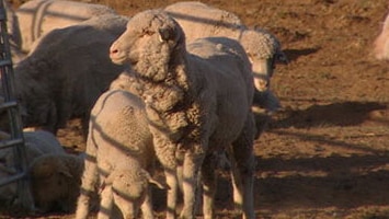 The sheep showed signs of minor health problems. (File photo)