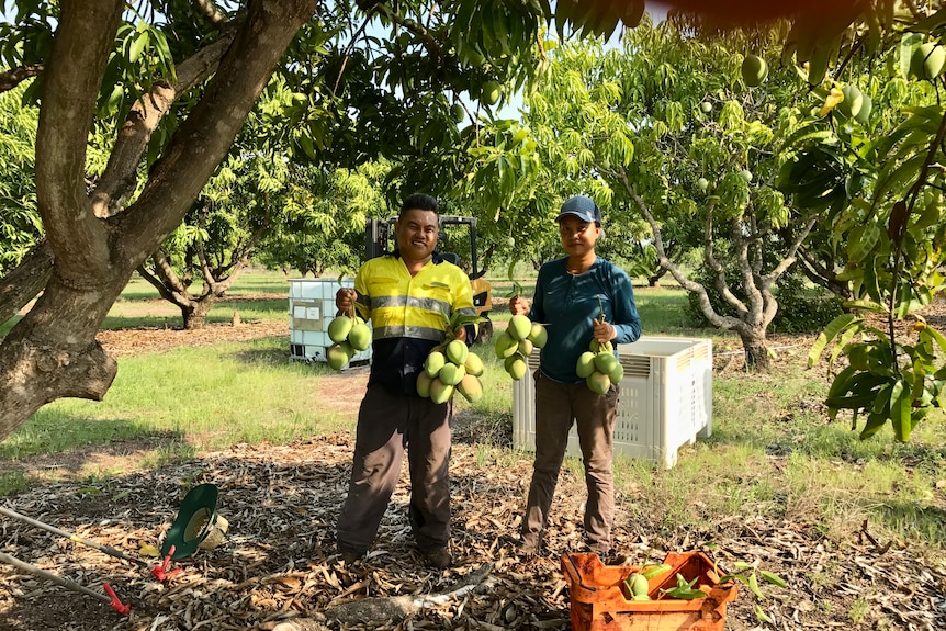 Two people stand holding bunches of mangoes