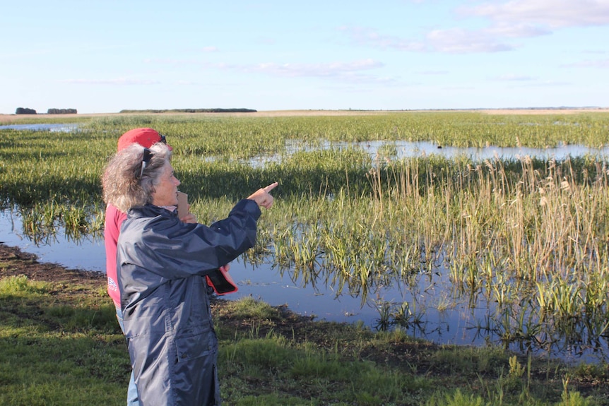 bittern volunteers