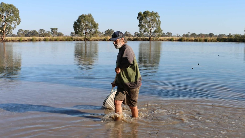 Yabby farmer Trevor Domaschenz wades through one of his yabby ponds with a net running through the water