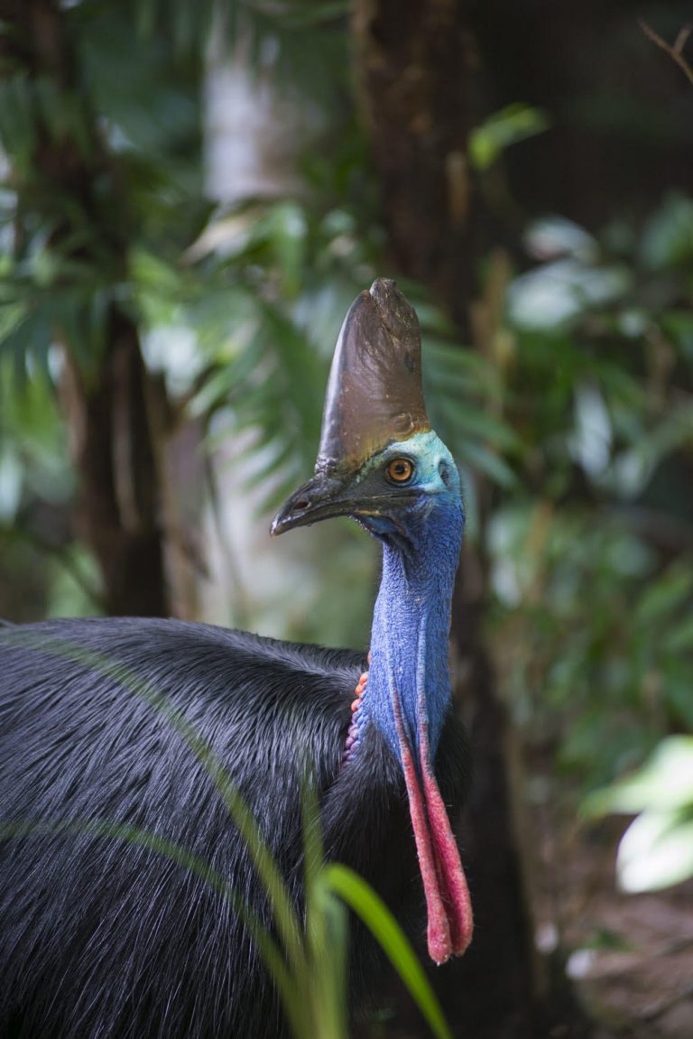 A cassowary standing in the Daintree rainforest.