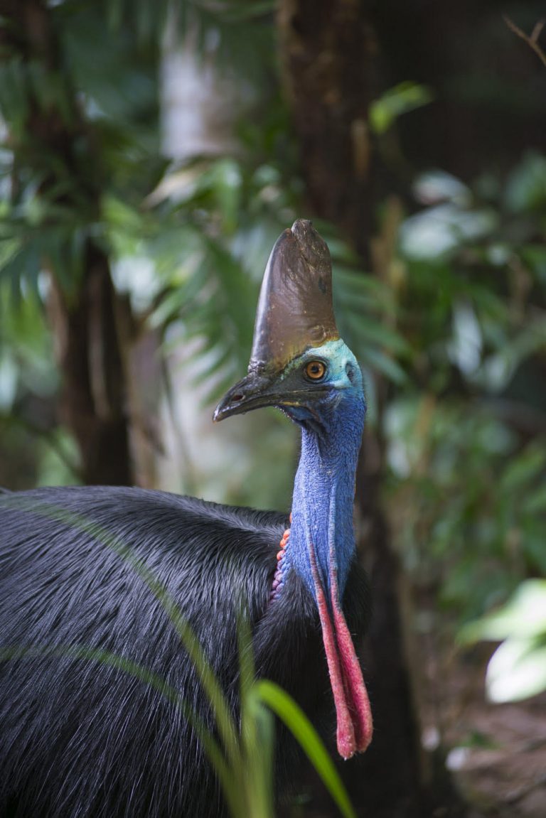 A cassowary