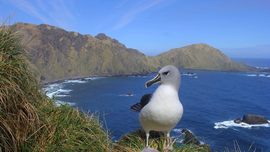 Albatross sits atop a mountain peak with Macquarie island behind