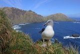 Albatross sits atop a mountain peak with Macquarie island behind