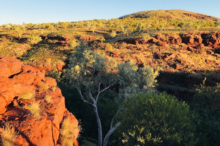 Landscape image of Wittenoom area, with trees in the foreground and hills in the background.