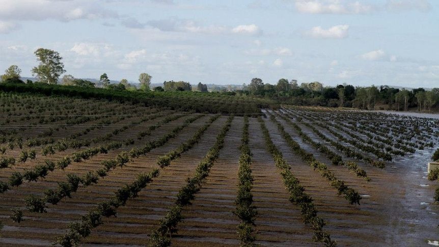 Orchard damaged by flood in Wallaville