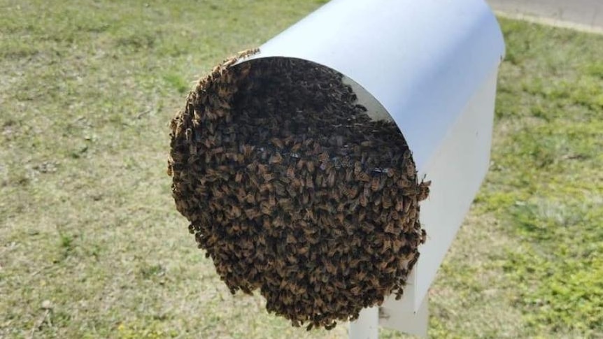 bee swarm inside letter box