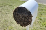 bee swarm inside letter box