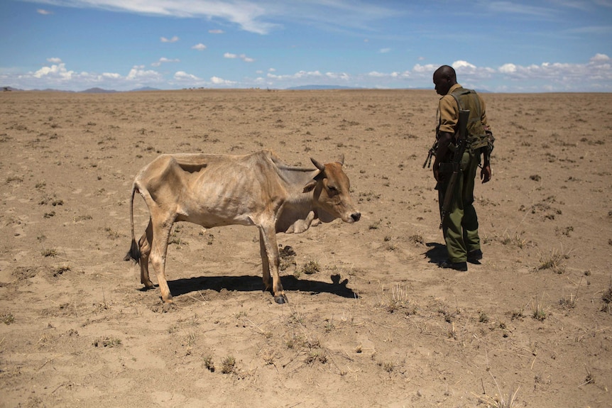 A Kenyan soldier looks at a cow which is dying from hunger.