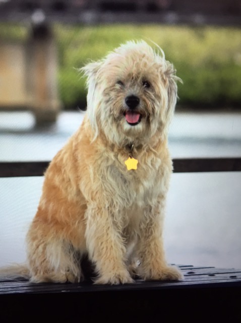 A fluffy medium-sized dog with a star on its collar sitting for a photo.