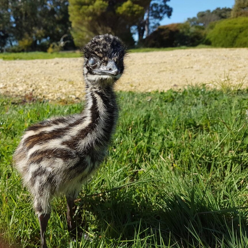 Stripy emu chick standing in grass