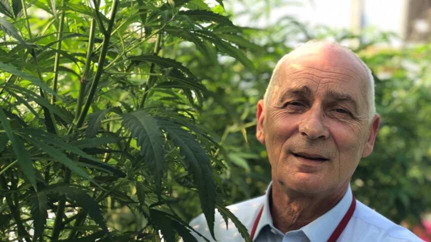 Medicinal cannabis company chief executive stands smiling beside a medicinal cannabis crop