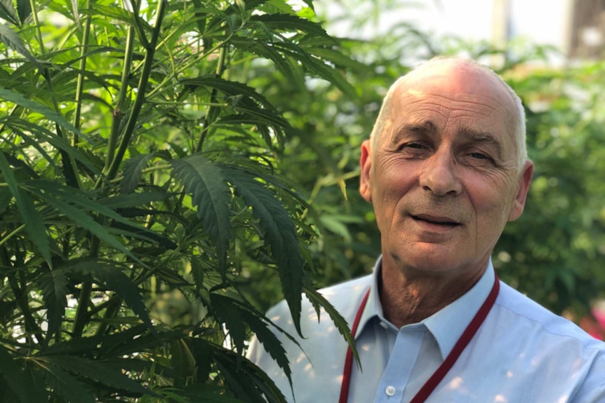 Medicinal cannabis company chief executive stands smiling beside a medicinal cannabis crop