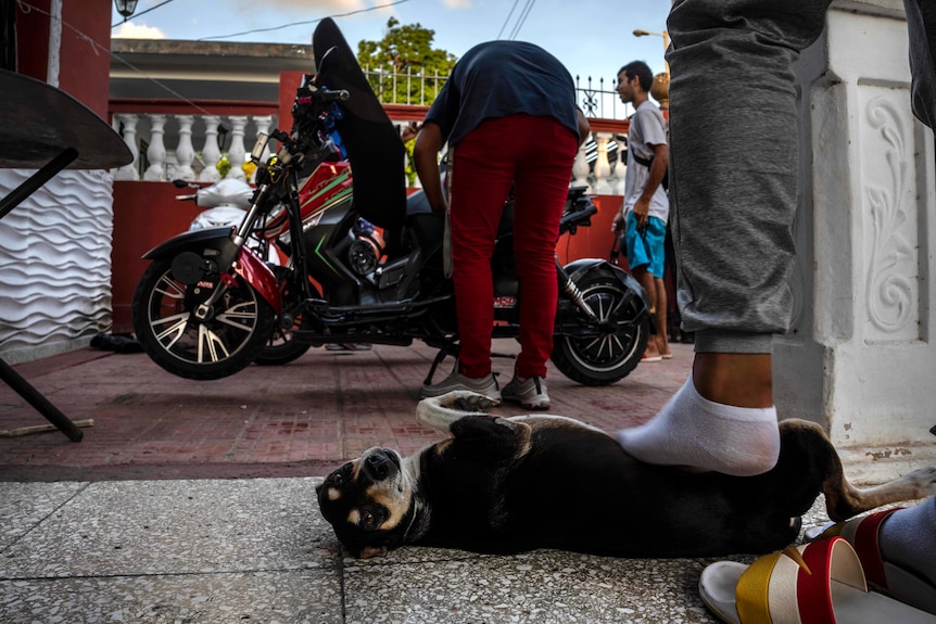 A dog lays on the ground getting belly scratch from a foot while man works on bike in background