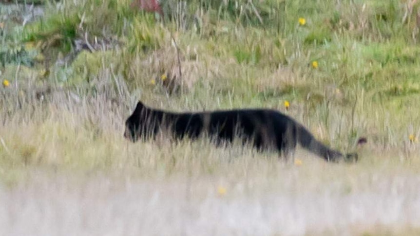 A picture of a black, cat-like animal walking through the bush.