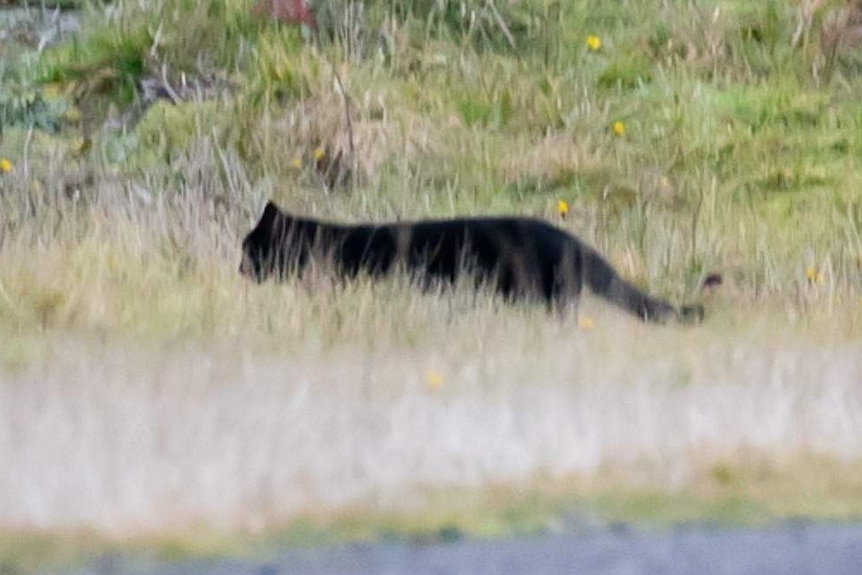 A picture of a black, cat-like animal walking through the bush.