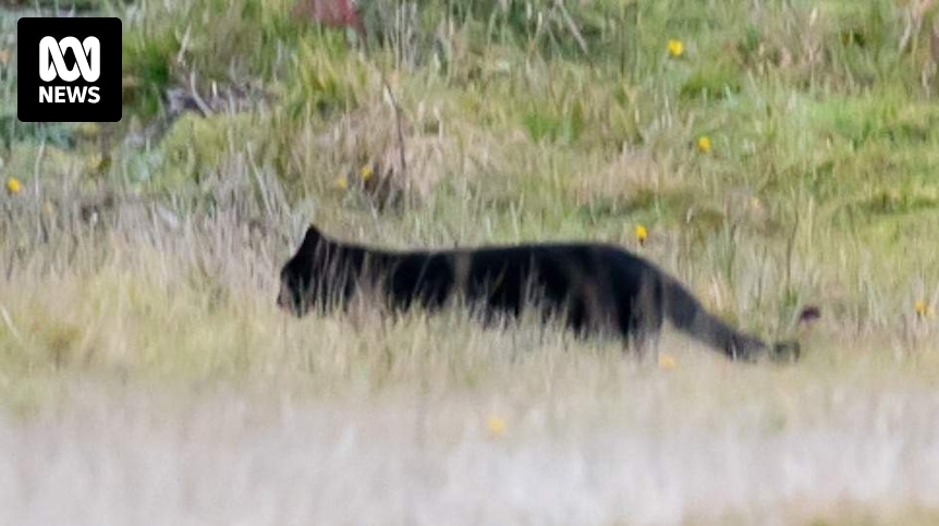 'Panther' sighting after country footy match leads to flood of big cat tales
