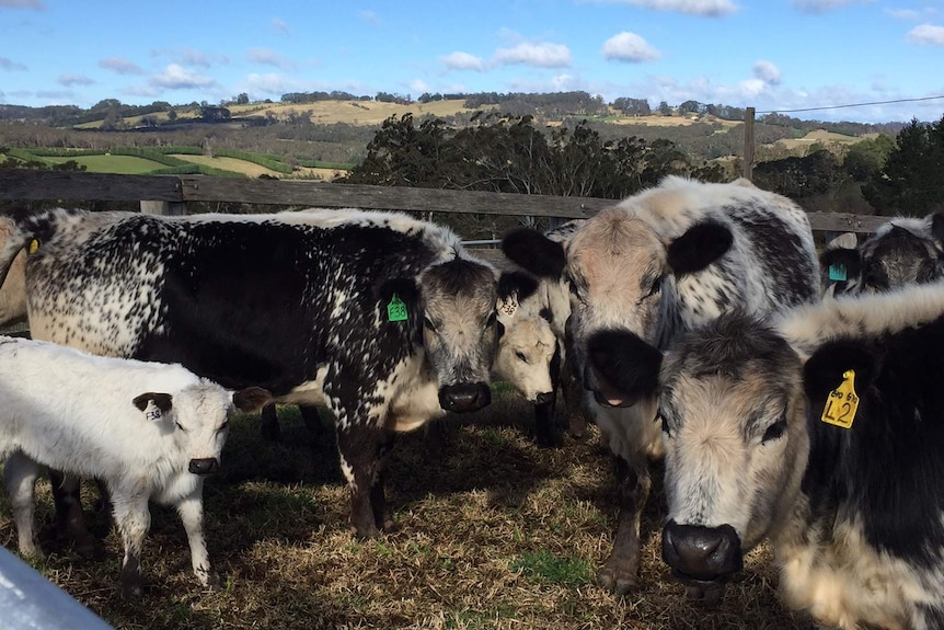 Speckle Park cattle