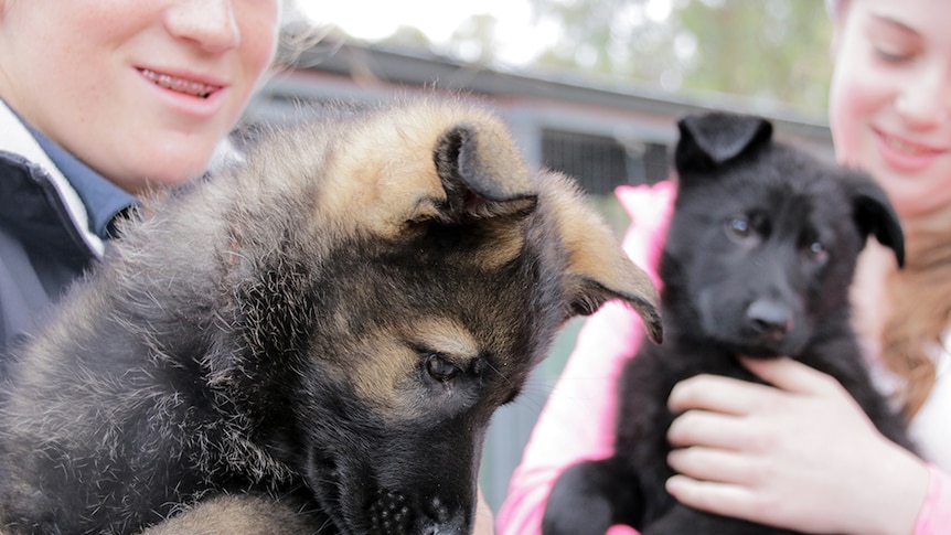 German shepherd puppies