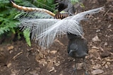 Chook, Adelaide Zoo's famous lyrebird