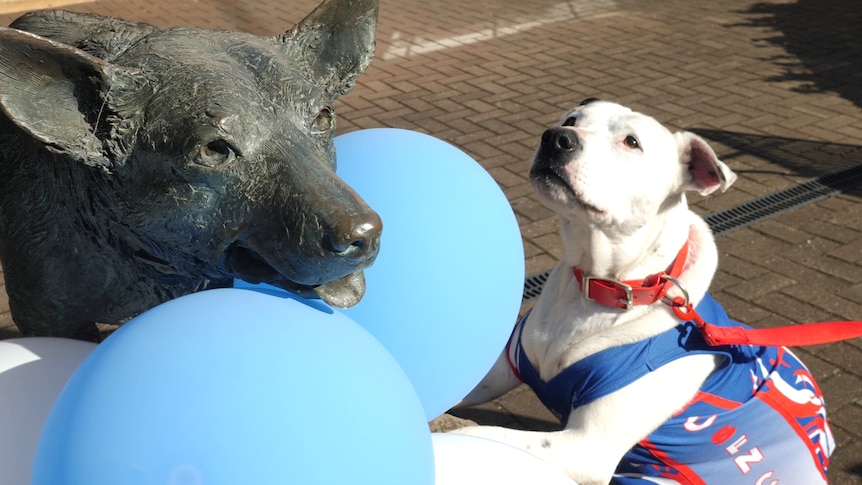 A dog wearing a netball uniform looks at a statue of a kelpie