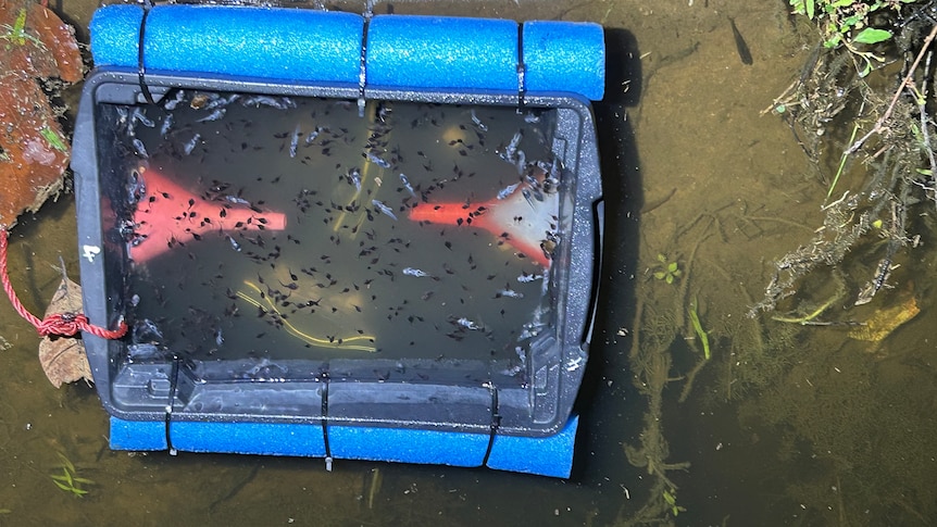 Cane Toad tadpoles in a trap using Cane Toad Challenge Bufo Tab