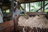 A Black man shovels a pile of dried cocoa beans from a wooden box.