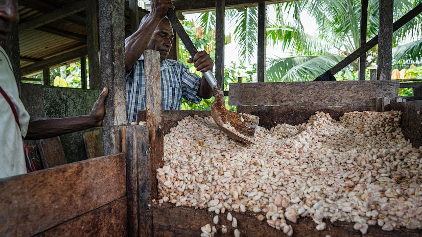 A Black man shovels a pile of dried cocoa beans from a wooden box.