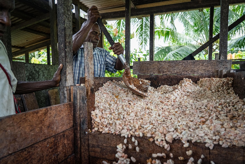 Un hombre negro saca con pala un montón de granos de cacao secos de una caja de madera.