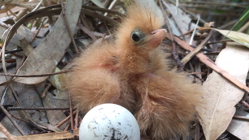An Australian little bittern chick sits amongst leaf debris and an egg in the Yanga National Park.