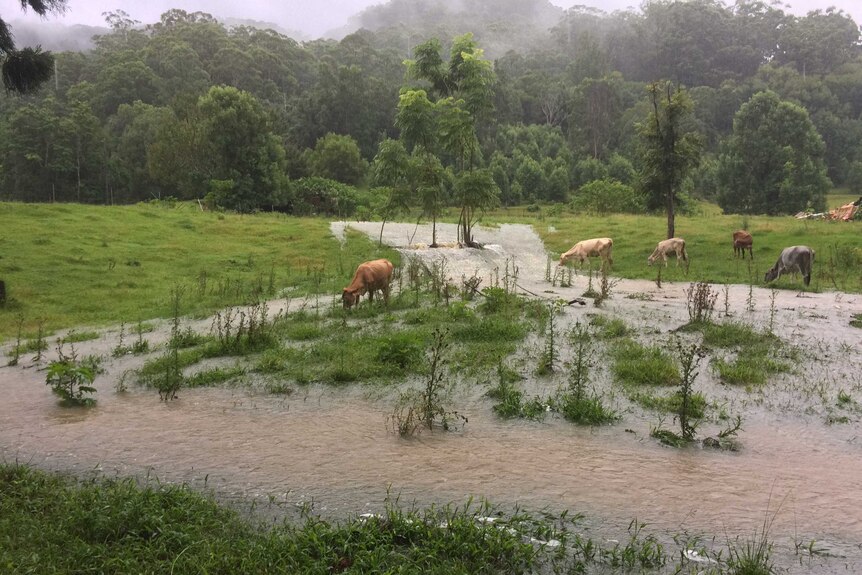 Cows grazing in a partially flooded paddock.