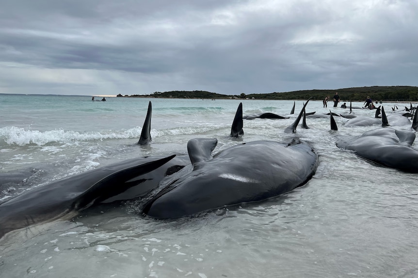 A line of pilot whales stranded on a WA beach stretching into the distance