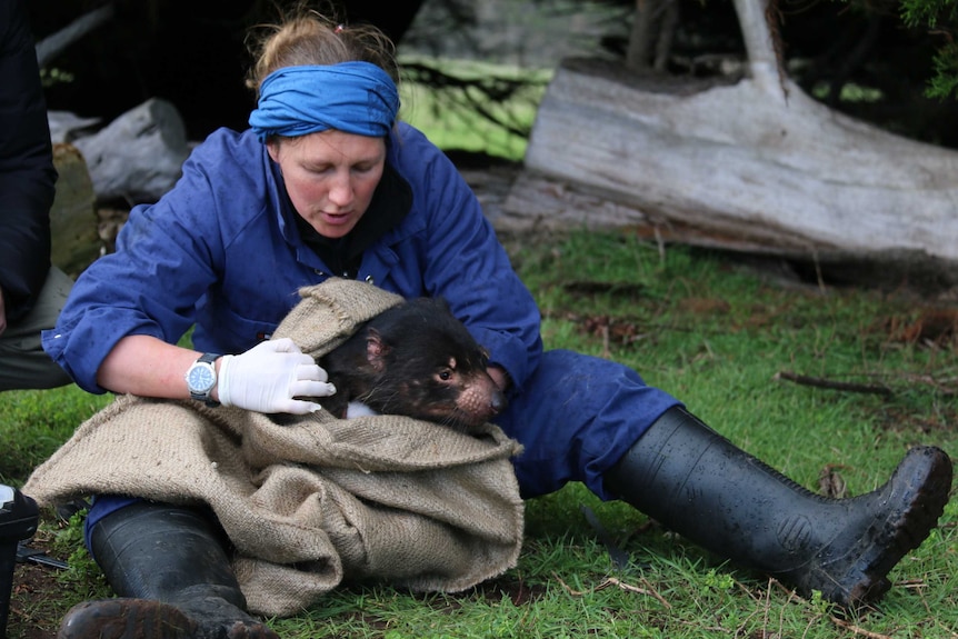 A Tasmanian devil emerges from a bag