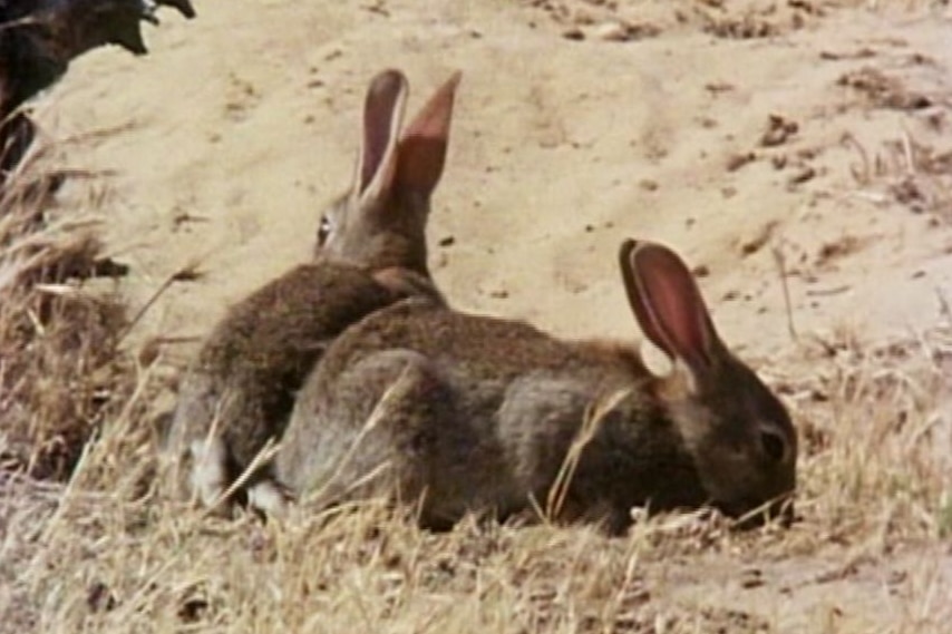Two feral rabbits graze on dry grass.