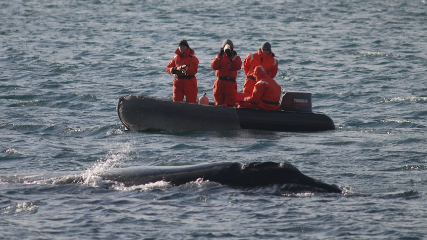 Small dinghy in background very close to southern right whale in foreground