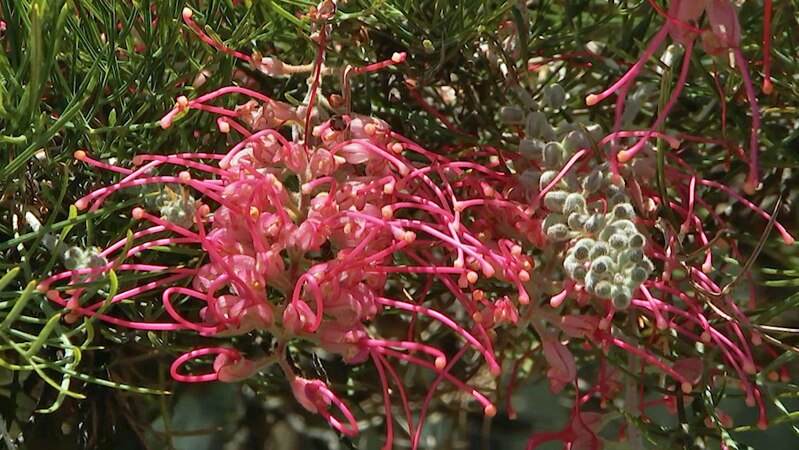 Close up of pink grevillea flower