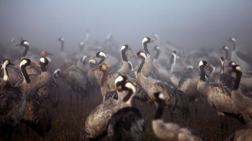 Cranes gather during the migration season on a foggy morning at a nature reserve