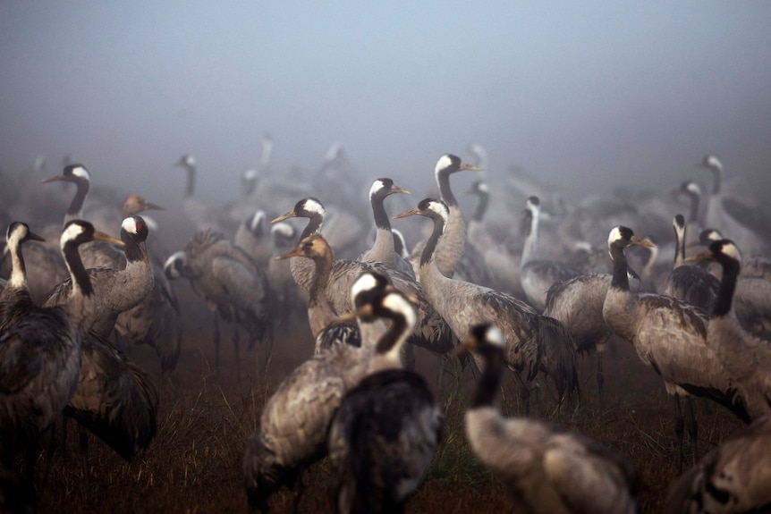 Cranes gather during the migration season on a foggy morning at a nature reserve