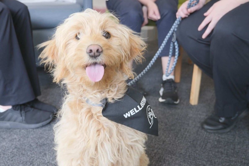 Rosie is a wellbeing dog who visits caregiving staff at St John of God hospital in Bendigo.