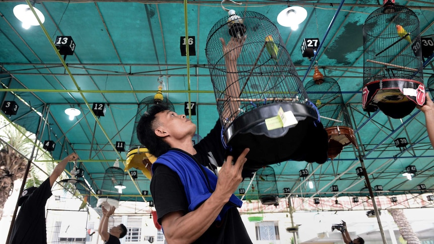 Songbird owners displaying caged songbirds for a competition at a makeshift arena in Tangerang, in the suburbs of Jakarta.