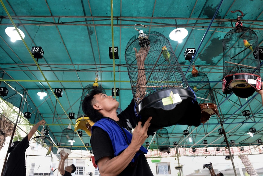 Songbird owners displaying caged songbirds for a competition at a makeshift arena in Tangerang, in the suburbs of Jakarta.