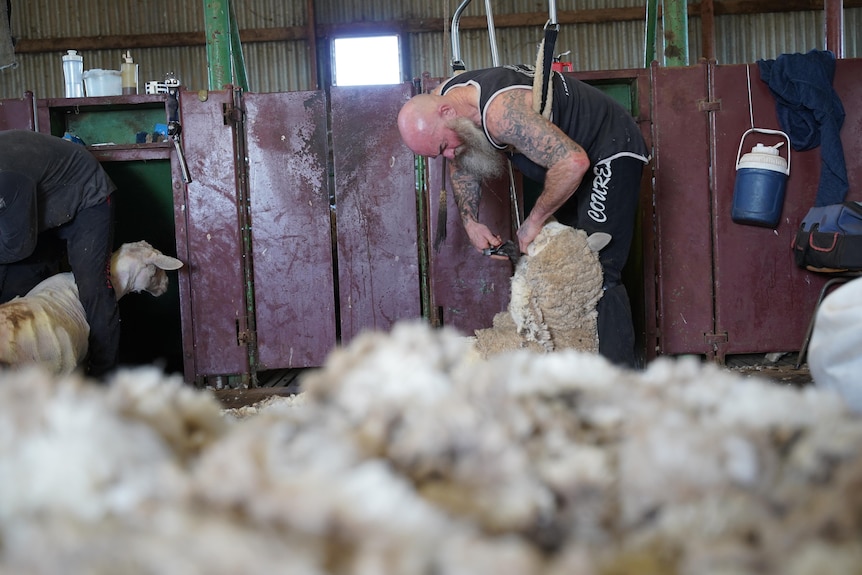 A man with a long beard shearing a sheep.