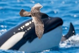 The bird is pictured in front of a surfacing orca