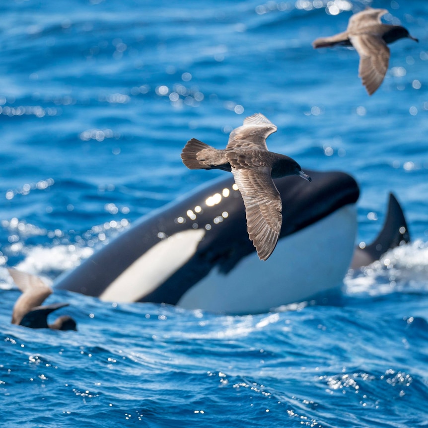 The bird is pictured in front of a surfacing orca