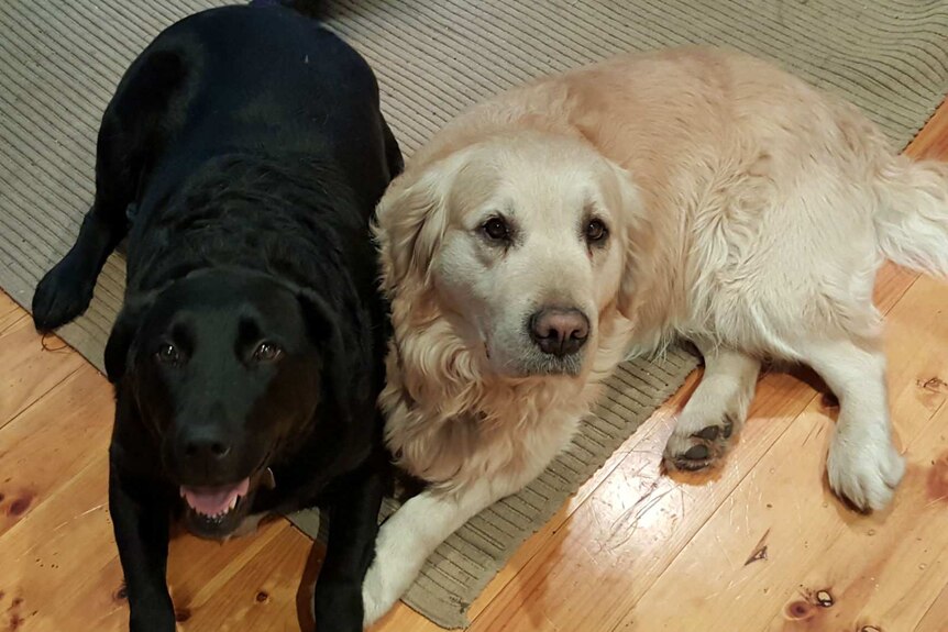 Black Labrador Choc and Golden Retriever Missy.