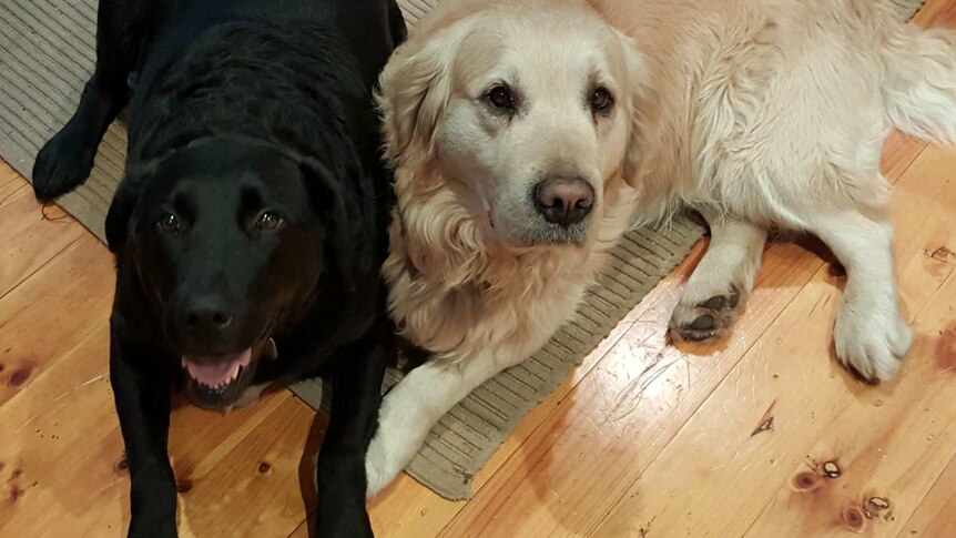 Black Labrador Choc and Golden Retriever Missy.