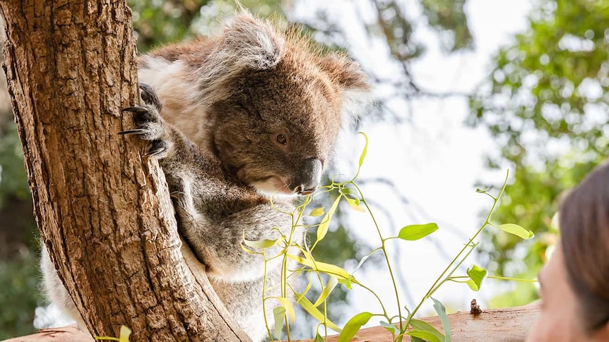 a koala in a tree 